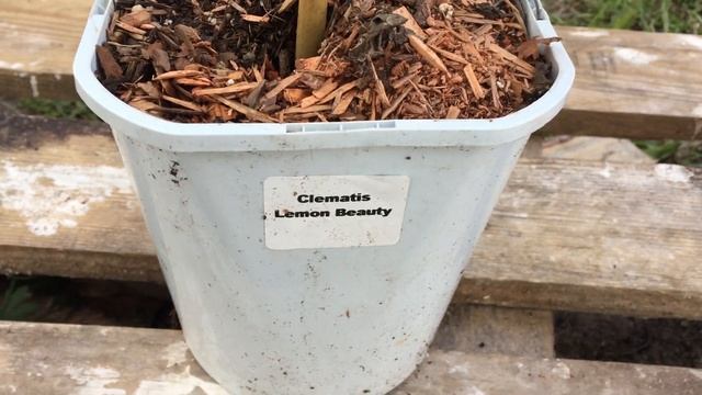 Княжики " Purple Dream", "Lemon Beauty"из садового центра "Мартин Сад" смотреть онлайн