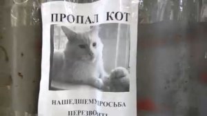 Кот, который следит за всеми: оптическая иллюзия