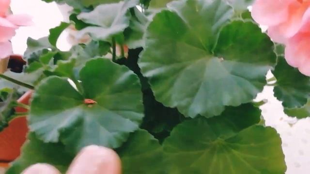 Герань должна быть в каждом доме: особенности ухода, магические свойства и польза для здоровья смотреть онлайн