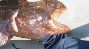 рыбалка охотское море