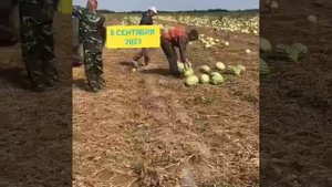 Семена арбуза Каристан.