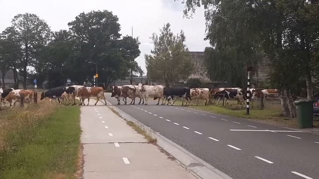 Переход для животных. Ещё один интересный факт.У нас такого точно нет. смотреть онлайн