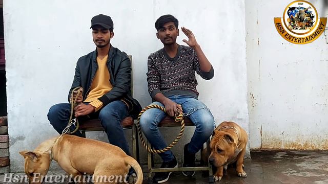 Muscular Pitbull Simba Male Dog + Female in Punjab - Hsn Entertainment смотреть онлайн
