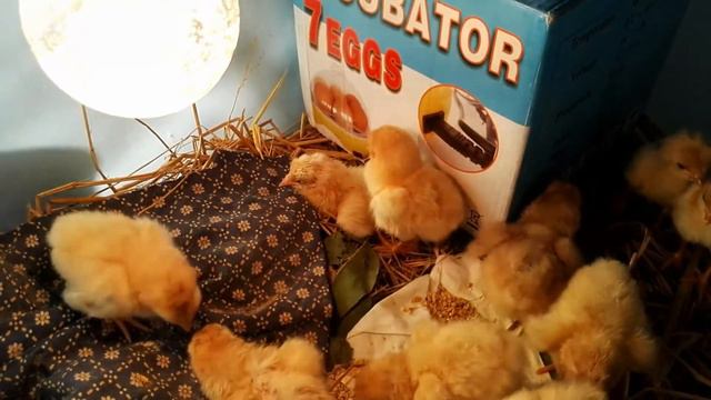 มนุษย์เงินเดือน ตอนที่ 34 review เครื่องฟักไข่ขนาดเล็ก 7 ฟอง #2 смотреть онлайн