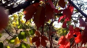 Красивые алые листья девичьего винограда Beautiful scarlet leaves of parthenocissus 爬山虎美丽的猩红色叶子 ツタの