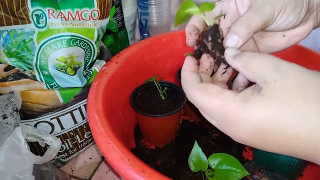 Anthurium Foliage Seed planting and more смотреть онлайн