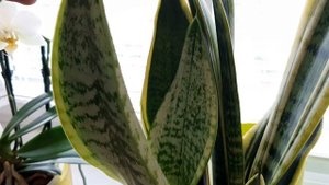 Сансевиерия с желтой каймой. Sansevieria Laurenti