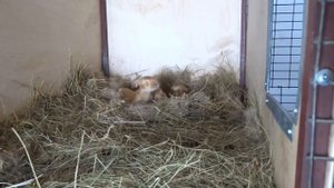 Мясная порода кроликов № 1 в мире