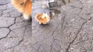 Зачем собаке обувь? Как я приучала шпица носить обувь. Собака в ботинках и носках ?