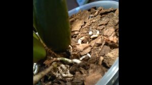 Орхидея Зигопеталум.  Боремся с гнилью