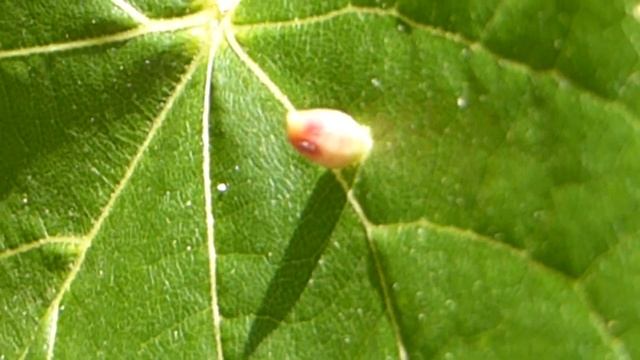 Lime flowers - Tilia cordata - Hjartalind - Skógarlind - Linditré - Blómstrandi tré смотреть онлайн