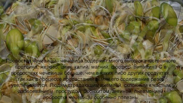 Проростки семян мощное оздоровительное средство