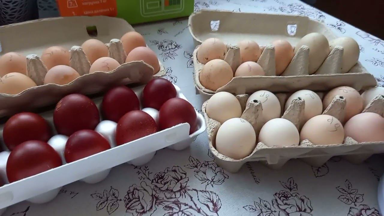 Вес инкубационного яйца кур; Кучинская Юбилейная, Маран,Мехеленская кукушка( Малин) Брестгальская. смотреть онлайн