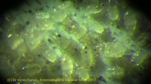 Чудо под Микроскопом: Мучные клещи Acarus siro в 3D ?