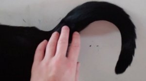 У кота хвост опух