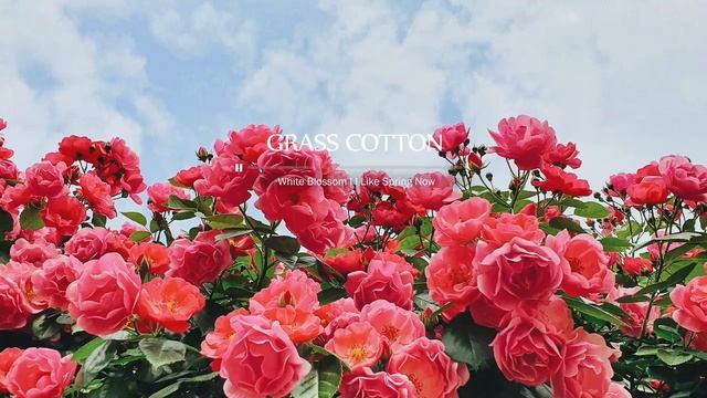 Красивая фортепианная музыка. Инструментальная нежная, успокаивающая музыка для детей и взрослых. смотреть онлайн