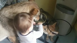 Малыш и волки