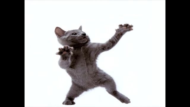танцующие коты HD! смотреть онлайн