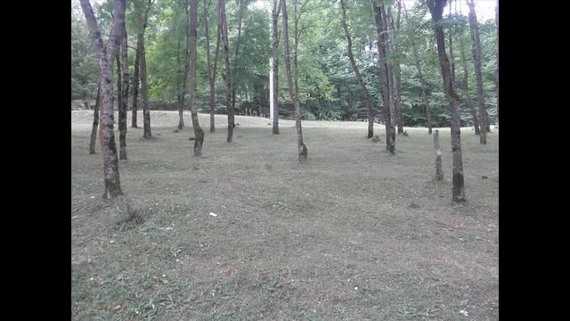 Вайлдвуд в реальности смотреть онлайн