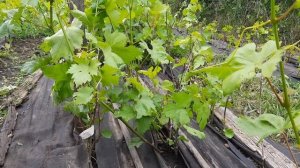 Посадка винограда черенком на постоянное место роста