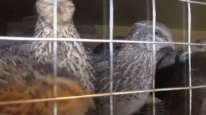 Зольные ванны для перепелов.