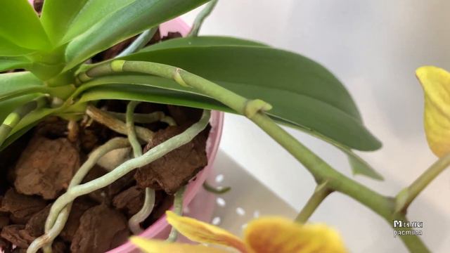 Орхидея мини, фаленопсис Инди. Phal. Indy (mini).
