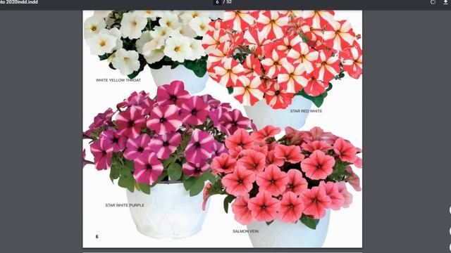 КАКУЮ ПЕТУНИЮ ПОСАДИТЬ НОВИЧКАМ? смотреть онлайн