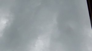 14.07 2019 отборочный тур. Продолжение посадки Сербских высоколётных, голубевод Милорадович Любиш