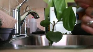 Peperomia Plant Pruning