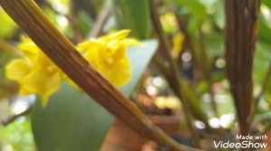 Unusual shaped orchid! Dendrobium Macrophyllum var ternatense.