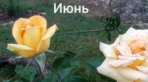 Роза "Голден Тауэр". Вспоминаем лето 2022.