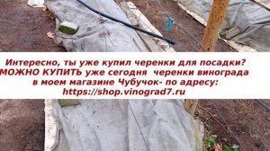 Зимнее укрытие виноградника, преимущества предложенной шпалеры со смещенным центром установки.