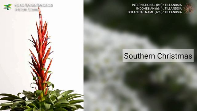 TILLANDSIA Part 26 | AIR PLANT VARIETIES | JENIS TANAMAN UDARA | PLANT ID | TANAMAN INDOOR OUTDOOR смотреть онлайн