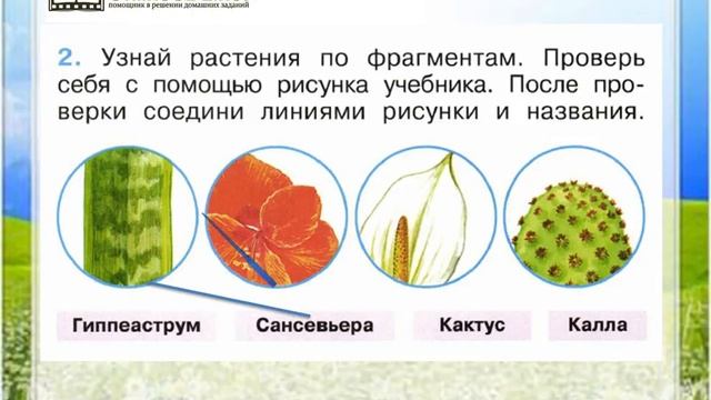 Определите по фрагменту. Узнай растение по картинке. Узнай растения по их фрагментам. Задания определить какие растения. Задания по растениям.