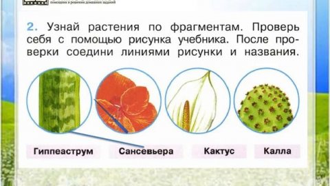 Задание 2 Что растёт на подоконнике? - Окружающий мир 1 класс (Плешаков А.А.) 1 часть