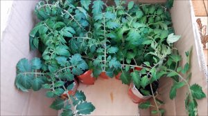 Как мы перевозим рассаду на дачу.