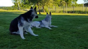 Osteuropäischer Schäferhund  Восточноевропейская овчарка