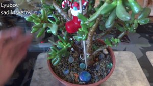 Комнатные цветы/растения. Крассула Хоббит. Толстянка. Денежное дерево.