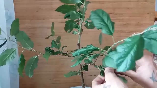 Бонсай из яблони накладываем легатуру, формировка веток смотреть онлайн