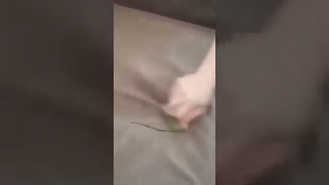 Как оттереть фломастер с дивана? // Салфетка Скрабер смотреть онлайн