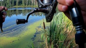 Ловля окуня.Рыбалка на отводной поводок.