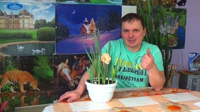 ЗИМНИЙ НАРЦИСС, КОТОРЫЙ ЗАЦВЁЛ В ДОМЕ КО ДНЮ ВЛЮБЛЁННЫХ! смотреть онлайн