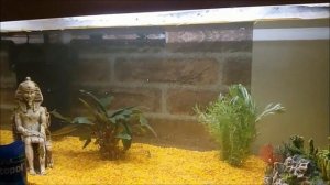 ЗАПУСК АКВАРИУМА С НУЛЯ 60 ЛИТРА