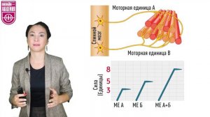 Силовые способности. Урок 2. Физиология силы