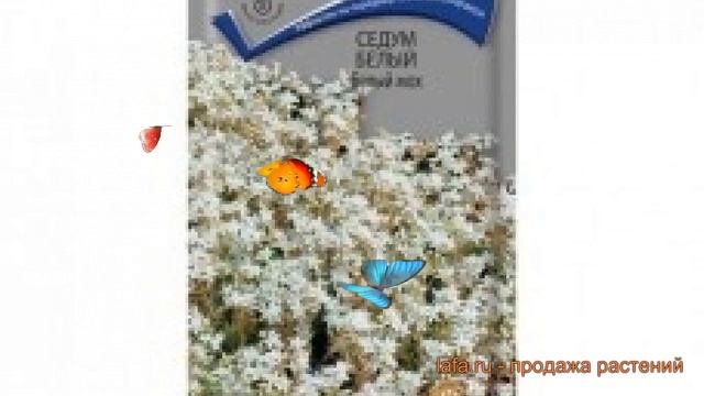 Седум белый Белый мох (belyy mokh) ? седум Белый мох обзор: как сажать семена седума Белый мох