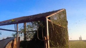 Мини КИР на подборке люцерны.