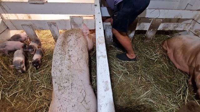 нужно подкармливать смотреть онлайн