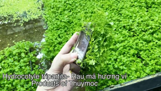 Hydrocotyle tripartita-Rau má hương-www.thuymoc.com.vn смотреть онлайн