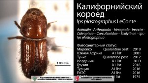 Калифорнийский короед  (Ips plastographus LeConte)