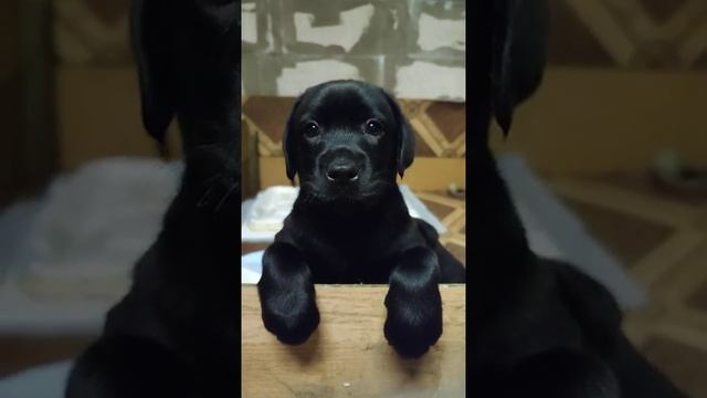 Черный щенок лабрадора, позирует. Black labrador puppy posing.